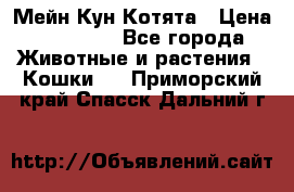 Мейн Кун Котята › Цена ­ 15 000 - Все города Животные и растения » Кошки   . Приморский край,Спасск-Дальний г.